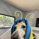 멍즈니랜드 이미지