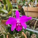 Laelia sincorana Red Bulb 이미지