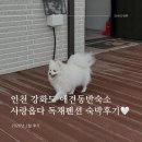 사랑옵다 | 인천 강화도 애견동반 숙소 찾는다면? 사랑옵다 독채펜션 대만족 후기