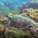 거북공원-1 이미지