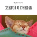 이개 내고양이 이미지
