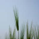황금보리 이미지