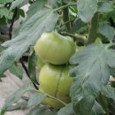 영민농장 이미지