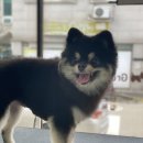 그루밍공화국 네이버블로그
