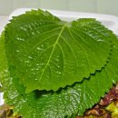 광명족발 | 광명사거리 온정족발 배달후기