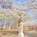 덕풍천 산책로 | 서울근교 4월 꽃구경 하남 벚꽃 놀이 덕풍천 개화상황