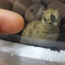 청수정가든 이미지