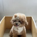 부뉴 | 설쿠키 랑 주말 뛰뛰 하러 플루프