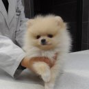 분당파크뷰 동물병원 이미지