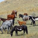 안녕고래 이미지