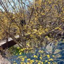 버들피리황토민박 | 청도 목수와 시인의 봄나들이