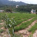 대천농장 이미지