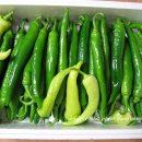 고추연구소농장 이미지