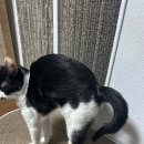 고양이 스크래쳐 추천 2탄 :: 두잇 올데이 보드 솔직 후기