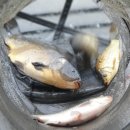 정안 낚시터 이미지