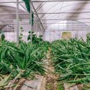 간양농장 이미지