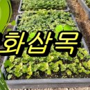 파주국화분재