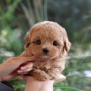 울산 강아지분양 미유펫 네이버블로그