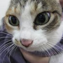 워너비 동물병원 이미지