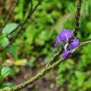 아름다운 개 이미지