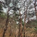 화천군수달연구센터 | [화천]파로호수달길