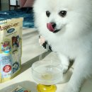 싸다구펫 이미지