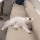 아가마미 고양이카페 이미지