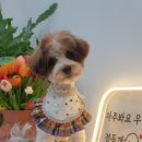 그리다 펫살롱 이미지