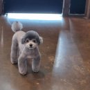 살랑살랑 펫미용 이미지