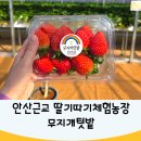 일 농장 | 안산화성 딸기따기체험농장 무지개텃밭 방문후기