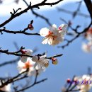 북면017 | 매화-2024-017. 창원시 북면 달천구천 매화 (2024.03.09.)