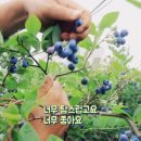 재권농장 네이버블로그