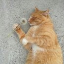 낭만고양이 이미지