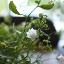 플라워테일 flower tale