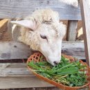 이기목장 이미지