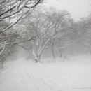 숲의동화 이미지