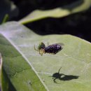 파우 동물병원 이미지