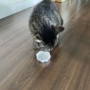 세모와네모 | 세모네모가 정말 좋아하는 해피뮨 고양이간식