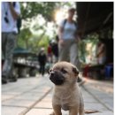 똥강아지 이미지