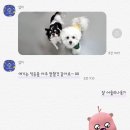 댕댕스쿨 이미지