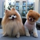 코끼리 동물약국 이미지