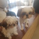 도니바니 애견유치원 이미지