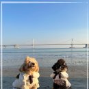 천안애견미용학원
