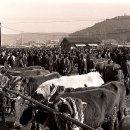 수원-1905 이미지