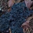 심청농장 이미지