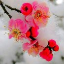 신용 흑염소농장 이미지