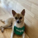 도니바니 애견유치원 이미지