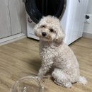 마이 펫테이블 이미지