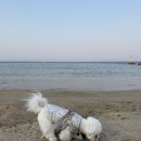 왕곡애견동반펜션 이미지