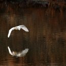 학-비상 이미지